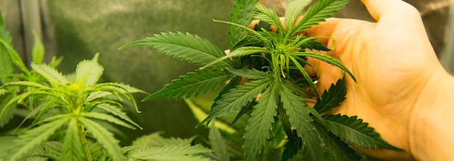 Ab wann darf man Cannabis in Deutschland anbauen? Legal ist es seit dem 01. April 2024.