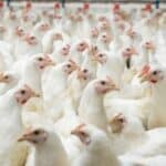 Die artgerechte Tierhaltung berücksichtigt die Eigenheiten der jeweiligen Tierrasse.