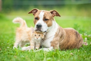 Autofahren mit Katzen: Was zu beachten ist, erfahren Sie in diesem Ratgeber!