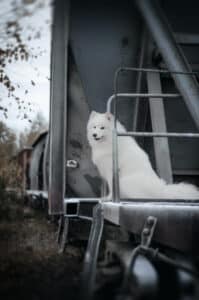 Mit Beisskorb für Hunde fahren die Vierbeiner häufiger günstiger im öffentlichen Personennahverkehr.