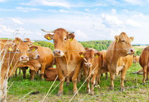 Bio-Labels auf Rindfleisch versprechen in der Regel auch, dass keine Kuhtrainer in der Erzeugung zum Einsatz kommen.