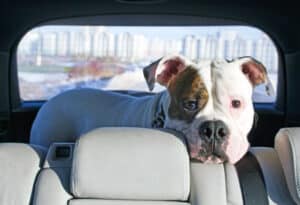 In einem Bus zu fahren mit dem Hund ist erlaubt, Sie sollten dennoch Rücksicht auf andere Menschen nehmen.