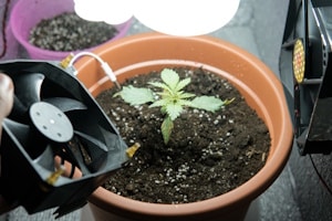 Riecht Ihr Cannabis-Anbau zu intensiv, helfen Luftfilter.