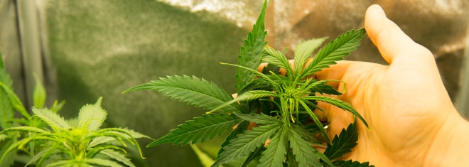 Wann für den Anbau oder Konsum von Cannabis Bußgelder drohen, erfahren Sie in diesem Ratgeber.