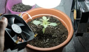Seit der Cannabis-Legalisierung kann in Clubs mit Genehmigung mehr angebaut werden.