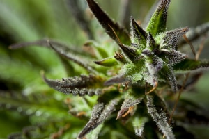 Ein Cannabis Social Club finanziert sich über Mitgliederbeiträge.