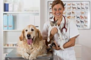 Die Einreise mit Hund in Österreich ist nur nach einer Tollwutimpfung beim Tierarzt möglich.
