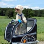 Die Einreisebestimmungen für einen Hund nach Deutschland folgen der EU-Norm.