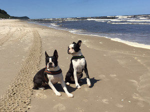 Ferien mit Hund in Holland verbringen? Ohne Heimtierausweis geht's nicht.