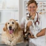 Nach Finnland geht´s mit Hund, Katze oder Frettchen nur mit aktiver Tollwutimpfung.