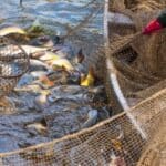 Das Fischereirecht wird durch das Fischereigesetz erläutert.