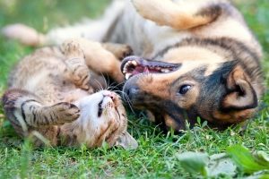 Fliegen mit Hund und Katze sollte vorher organisiert werden.