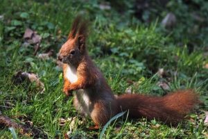 Eichhörnchen sind keine Fundtiere, da Sie keinen Besitzer haben.