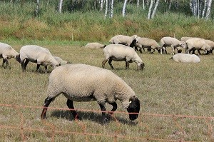 Das Futtermittelgesetz regelt die Nahrung von Tieren