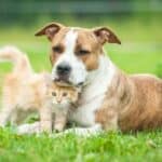 Egal, ob Katze oder Hund: Für die Einreise nach Italien gelten die gleichen Bestimmungen.
