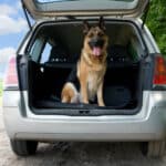 Ein Hund im Auto sollte stets gesichert sein.