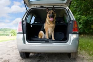 Ein Hund im Auto sollte stets gesichert sein.