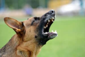 Ein Hund im Bus kann andere Personen verängstigen. Verwenden Sie daher ein Maulkorb.