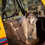 Hunde im Flugzeug sind durchaus gestattet.