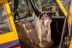 Hunde im Flugzeug sind durchaus gestattet.