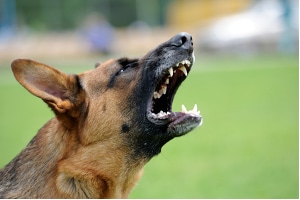 Unter bestimmten Voraussetzungen kann ein Hundebiss als fahrlässige Körperverletzung qualifiziert werden.