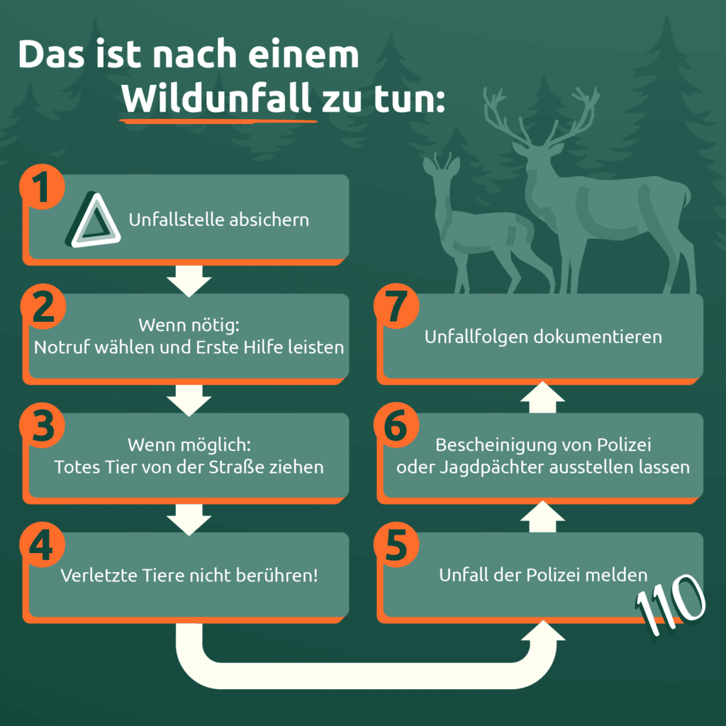 Die Infografik zeigt, was nach einem Wildunfall zu tun ist.