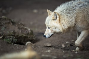 Jagdrecht: Der Wolf darf als geschützte Art nicht gejagt werden.