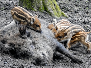 Grund für die ganzjährige Jagdzeit für Schwarzwild ist der hohe Tierbestand. Dennoch ist die Jagd während der Setzzeit verboten.