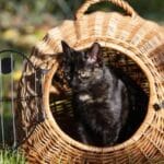 Katze im Auto: Sie sollten immer eine Transportbox verwenden.
