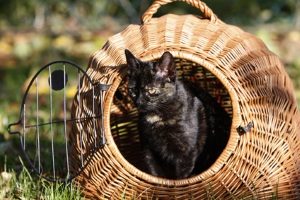 Die eigene Katze im Flugzeug mitnehmen? Das ist kein Problem!