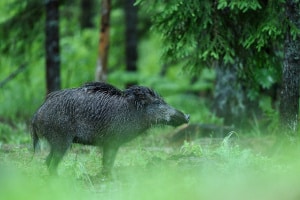 Die Kosten für die Jagdpacht sind variabel.