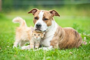 Die Einreise mit Hund verläuft nach EU-Bestimmungen. 