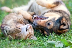 Die Maulkorbpflicht soll das Risiko von einem Hund gebissen zu werden, reduzieren.