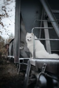 Mit Ihrem Hund nach Spanien und Europa fliegen, ist ein Wunsch vieler Familien mit Hund. 