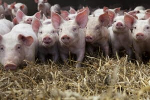 Nutztiere wie Schweine oder Kühe müssen genauso gegen Tierquälerei geschützt werden wie Hunde und Katzen.