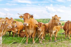 Die Nutztierhaltungsverordnung gibt vor, wie Tiere gehalten werden müssen.