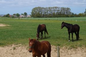 Pferd und Reiter können gemeinsam reisen. Der Besitzer sollte sich vorher allerdings informieren.