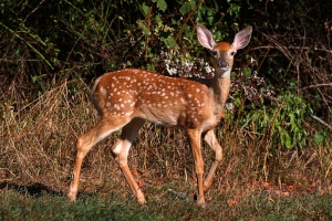 Rehwild: Die Jagdzeit variiert. Für Rehkitze gelten andere Zeiten als für den Rehbock oder die Ricke.