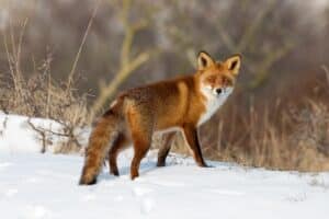 Tierschutz ist auch auf der Jagd wichtig. Menschen sind dem Tier gegenüber in der Verantwortung .