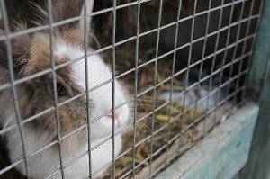 Der Tierschutz in der Massentierhaltung: Tierschützer bemängeln zu lasche Vorgaben.