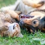 Tierschutz geht über die Lieber der Menschen für Hunde und Katzen hinaus.