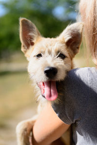 Das Tierschutzgesetz schließt auch Hunde mit ein.