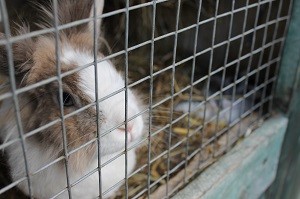 Das Tierseuchengesetz beinhaltet Maßnahmen, die eventuellen Seuchen entgegenwirken sollen