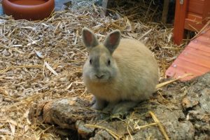 Eine Tierversicherung kann für Kaninchen ebenfalls in die Bresche springen.