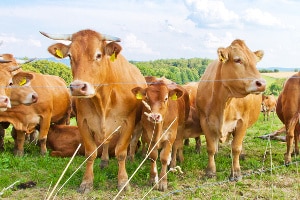 Durch TTIP kann hormonbehandeltes Fleisch auch nach Europa gelangen.