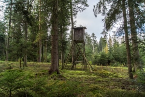 Wie sehen die gesetzlichen Vorgaben zur Jagdpacht aus?