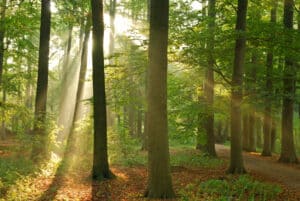 Wer im Wald jagen will, der bedarf einer Genehmigung