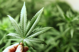 Wie viel Cannabis (einzelne Pflanzen) darf ich anbauen? 