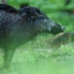 Begegnung mit einem Wildschwein: Ein Unfall kann die Folge sein.
