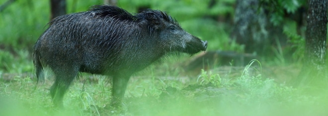 Begegnung mit einem Wildschwein: Ein Unfall kann die Folge sein.